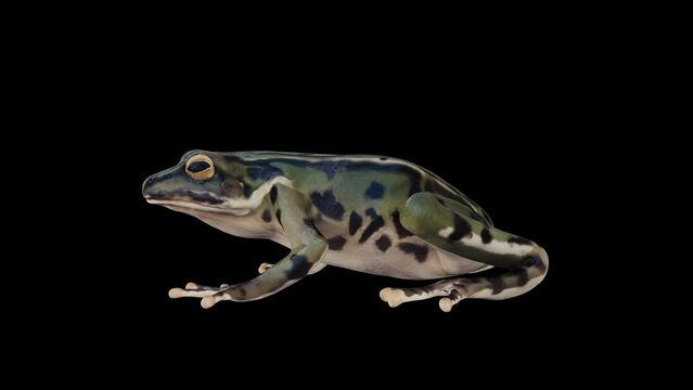 Frog Idle 3D Animation With Alpha Video