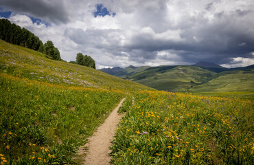 Obraz premium Scenic landscape of Colorado wildflower meadow in the rocky mountains and hiking trail through the meadow.