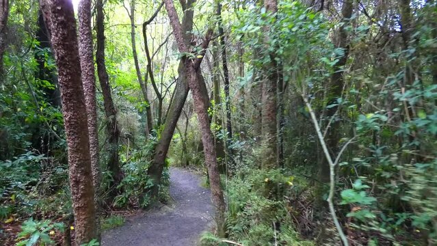 POV walking past trees crossing track in ancient podocarp forest (Riccarton Bush, New Zealand)