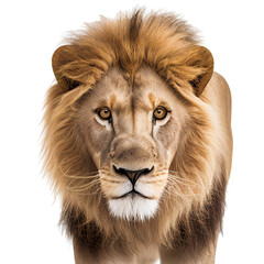 lion face shot isolated on transparent background cutout - obrazy, fototapety, plakaty
