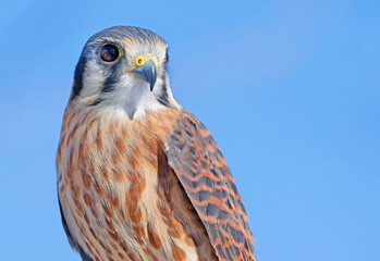 Closeup of an American Kestrel, Laval, Canada