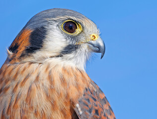 Closeup of an American Kestrel, Laval, Canada