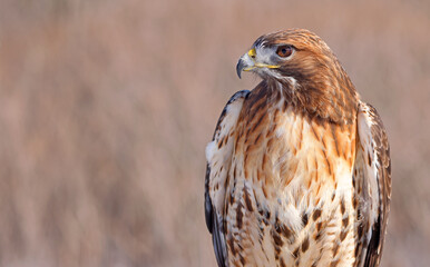 Red-tailed Hawk portrait, Quebec, Canada