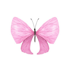 Pink Light butterfly with detailed wings isolated. Watercolor hand drawn realistic insect llustration for design