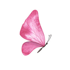 Magenta butterfly with detailed wings isolated. Watercolor hand drawn realistic insect llustration for design