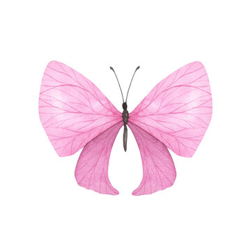 Pink Light butterfly with detailed wings isolated. Watercolor hand drawn realistic insect llustration for design