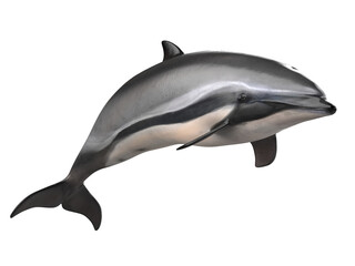 grey doplhin isolated. PNG transparency