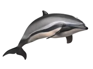 Raamstickers grey doplhin isolated. PNG transparency © POSMGUYS
