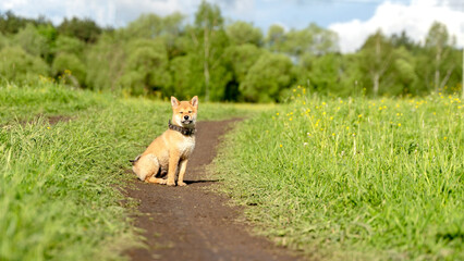 Close-up Portrait of beautiful and happy red shiba inu puppy sitting in the green grass in summer. Cute and crazy japanese red dog posing at sunset. Sunny day - Powered by Adobe