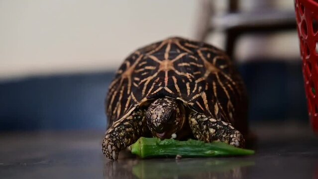 The Tortoise Eating Green Okra Bammia. Tortoise pet animal. Reptile