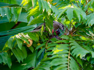 The mother bird is taking care of the baby birds.