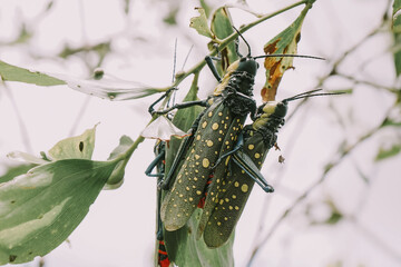 two Aularches miliaris grasshoppers mating perched on an acacia tree leaf, 
poison locust, devil grasshoppers