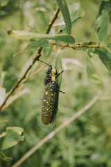 a Aularches miliaris grasshoppers perched on an acacia tree leaf, 
poison locust, devil grasshoppers