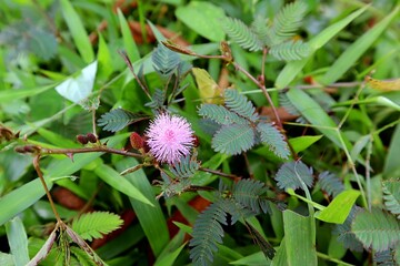 mimosa pudica is the name of shy plant