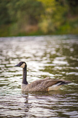 goose on the water