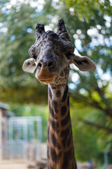 giraffe in zoo