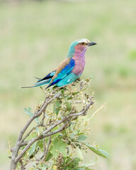 Lilac Breasted Roller Perched on a Branch
