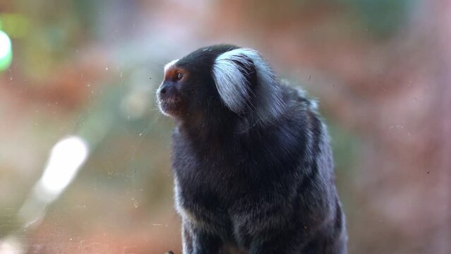 Close up shot of a common marmoset, callithrix jacchus in an enclosed environment in captivity, wondering around its surrounding, hoping to escape the place.
