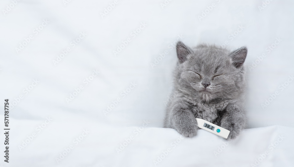 Poster Cozy kitten sleeps with thermometer under blanket on a bed at home. Top down view. Empty space for text
