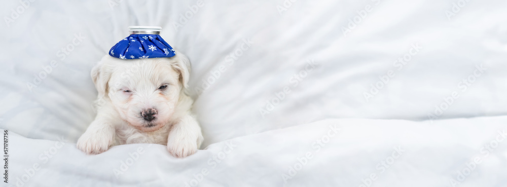 Poster sick bichon frise puppy sleeps with ice bag or ice pack on it head lying on a bed at home. top down 