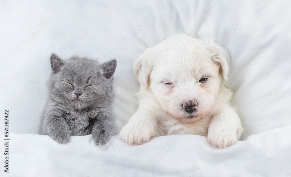 Aufkleber tiny bichon frise puppy and tiny kitten sleep together under white blanket on a bed at home. top dow