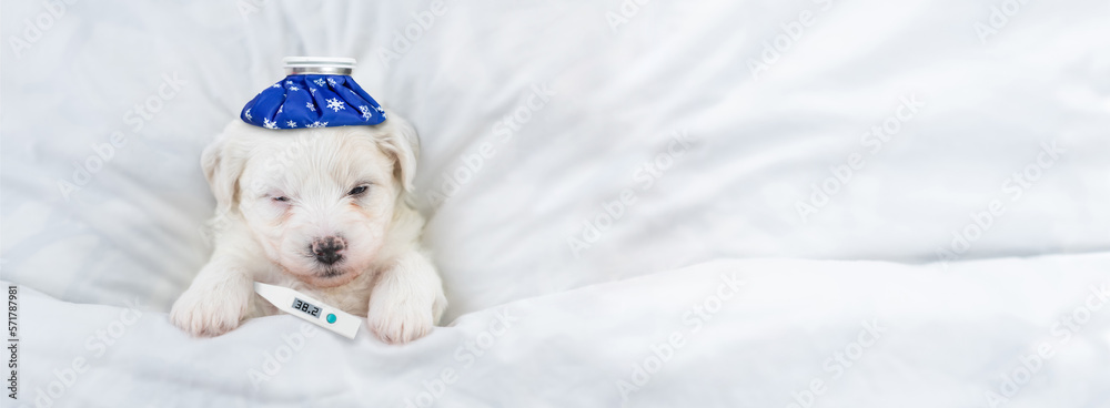 Poster Tiny Bichon Frise puppy with ice bag or ice pack on it head and thermometer under it paw sleeps under  white blanket on a bed at home. Top down view. Empty space for text