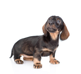 Dachshund puppy sits in side view and looks away and up. isolated on white background