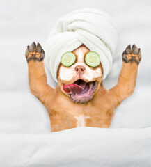 Funny Mastiff puppy with towel on his head and with cream on his face and with a pieces of cucumber...