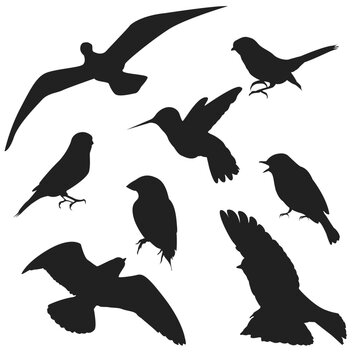 vector collection of bird silhouettes in flat style of various styles and shapes, flat bird vector isolated on white background