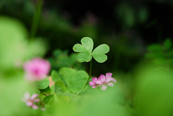 Closeup of Creeping Oxalis leaf