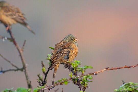 bird looking around  in woodland, Ortolan Bunting, Emberiza hortulana