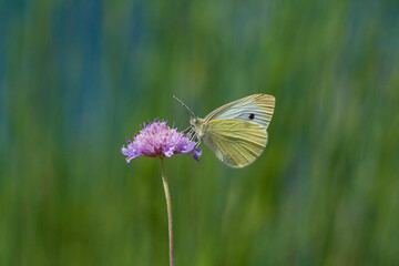 white butterfly feeding on Scabiosa columbaria (Scabies) plant, Small White, Pieris rapae