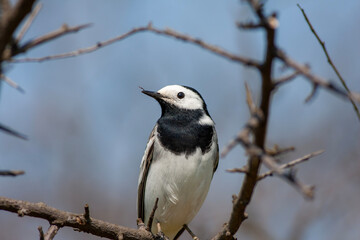 little bird among dry branches, White Wagtail, Motacilla alba