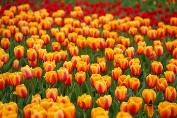 Colorful spring tulip fields. bright orange tulips. multicolored vibrant red and yellow flowers tulips and blue sky. Spring floral background.