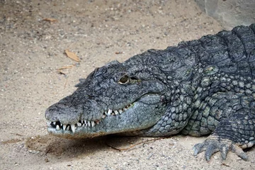 Rucksack crocodile in the zoo © Vitalii