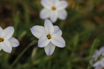 日本の春の庭に咲く白の花びらに紫色の線が入ったハナニラの花