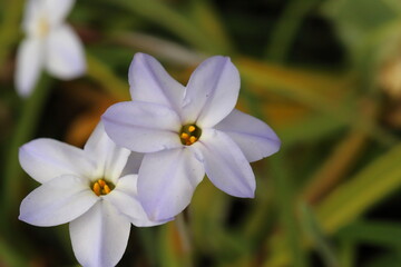 日本の春の庭に咲く白の花びらに紫色の線が入ったハナニラの花