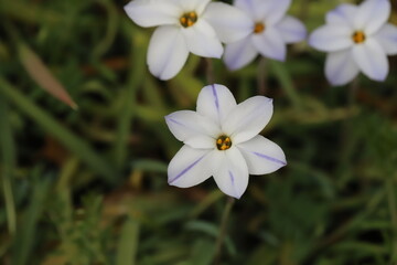 Fototapeta na wymiar 日本の春の庭に咲く白の花びらに紫色の線が入ったハナニラの花