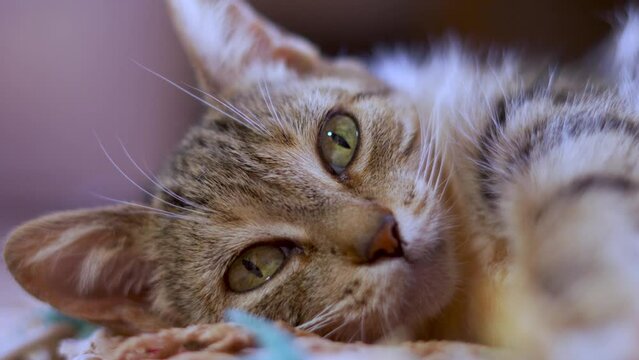 Lazy Cat Images Browse 1 231 Stock Photos Vectors And Video lazy-cat-images-browse-1-231-stock-photos-vectors-and-video
