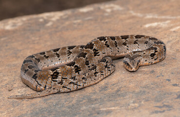 Rhombic night adder (Causus rhombeatus)