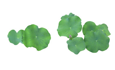 Close up green leaf of lotus or water lily tree isolated on transparent background. Top view of...