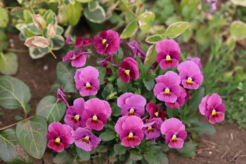 日本の春の庭に咲く赤紫色のビオラの花