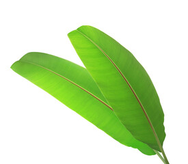 Obraz premium Close up banana leaves isolated on transparest background. Top view green leaves.