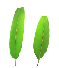 Collection banana leaves isolated on transparest background. Top view green leaves.