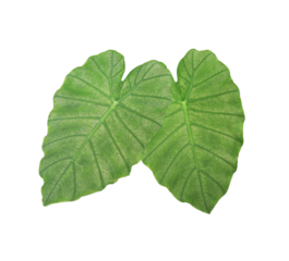 Elephant Ear or  Colocasia esculenta leaves. Close up green leaves of Elephant Ear tree isolated on transparent baclground.