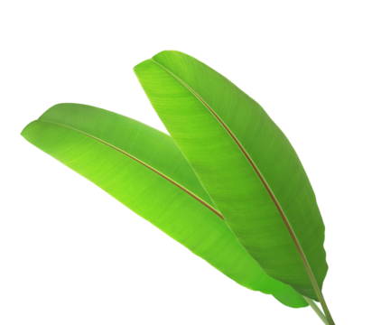 Close up banana leaves isolated on transparest background. Top view green leaves. - Powered by Adobe