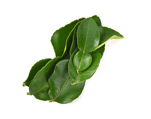 Group of Bergamot or kaffir lime leaves isolated on white background. Top view