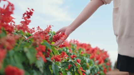 Hand of woman walking in flower fields and gently touching the flowers , red salvia flowers