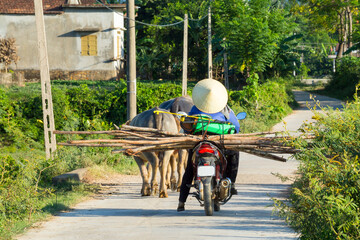 Rear view of a farm on a motorbike carrying long sticks along a rural road at Phong Nha in Vietnam