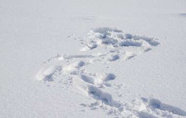 Human footprints on the white snow into the distance.